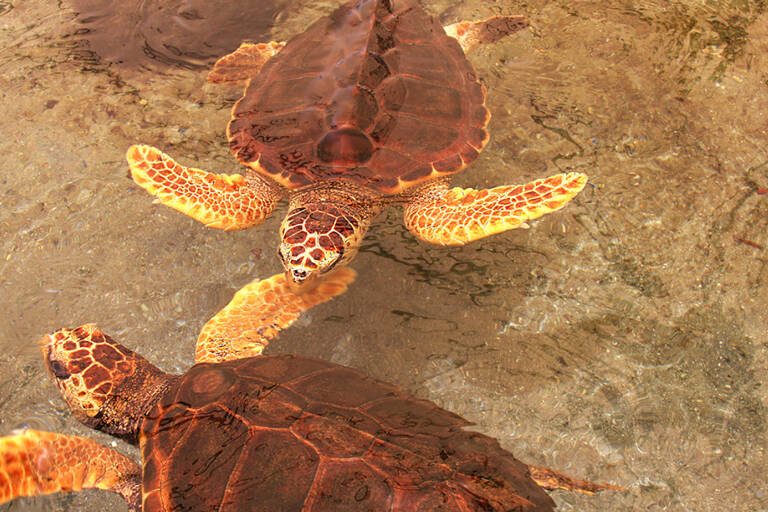 europe-greece-turtle