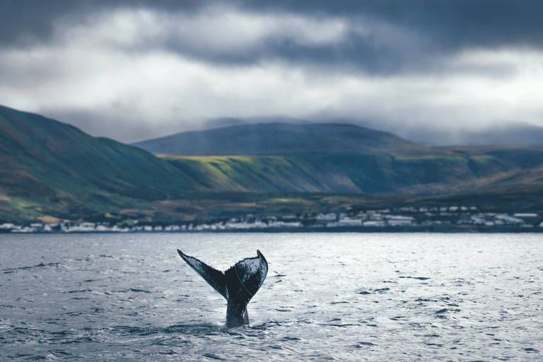 europe-iceland-sea-wale