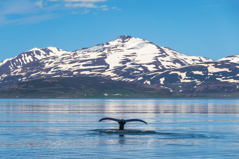 europe-iceland-whale-watching