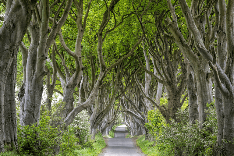 europe-ireland-dark-hedges