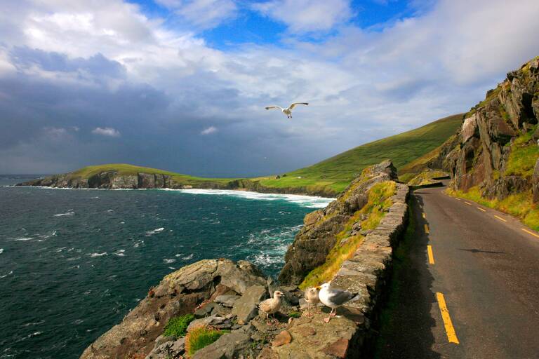 europe-ireland-wild-atlantic-way-wild-life
