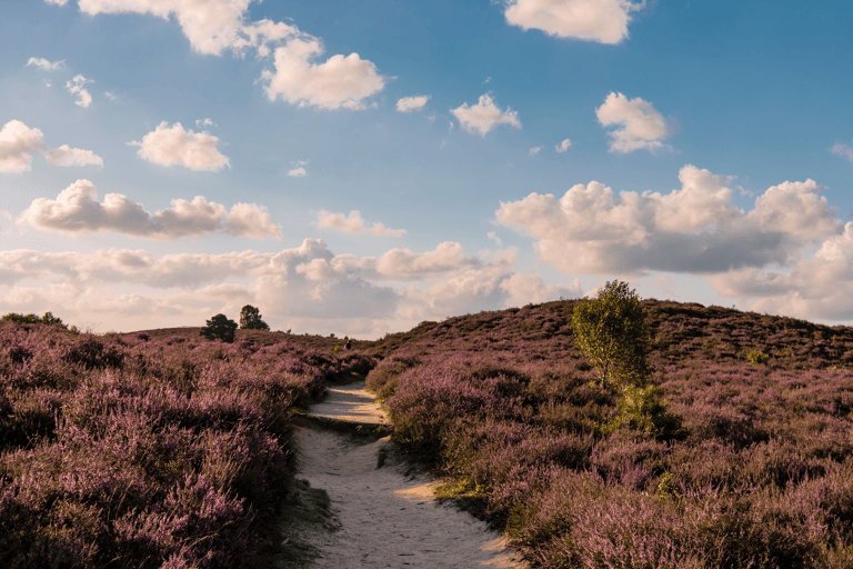europe-netherlands-veluwe