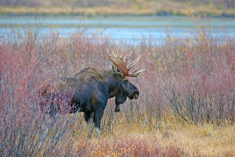 europe-norway-moose