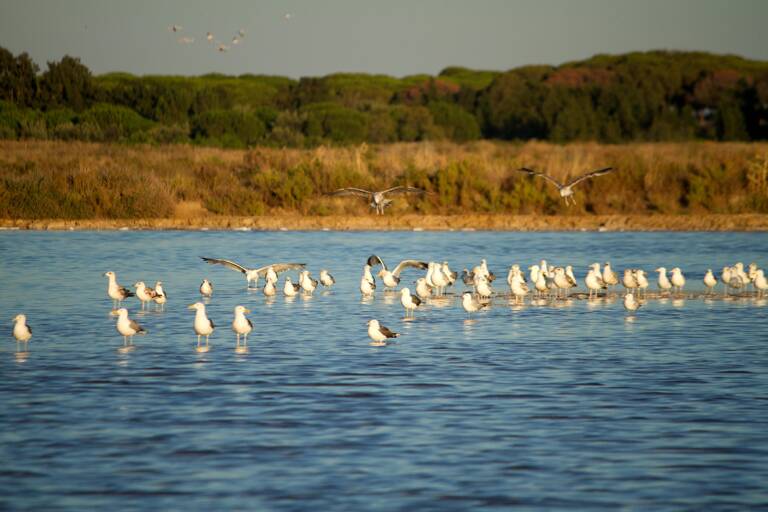europe-portugal-faro-birds