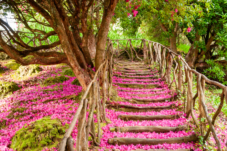 europe-portugal-madeira-spring-in-nature