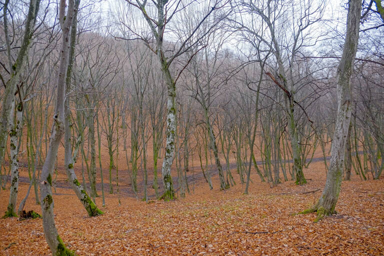 europe-romania-Hoia-Baciu-forest