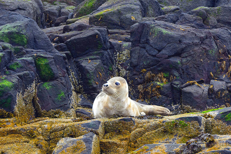 europe-schotland-seal