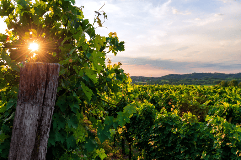 europe-slovenia-vipava-valley-vineyard