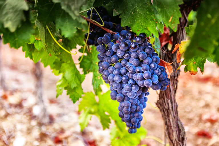 europe-spain-grapes-vineyard-la-rioja