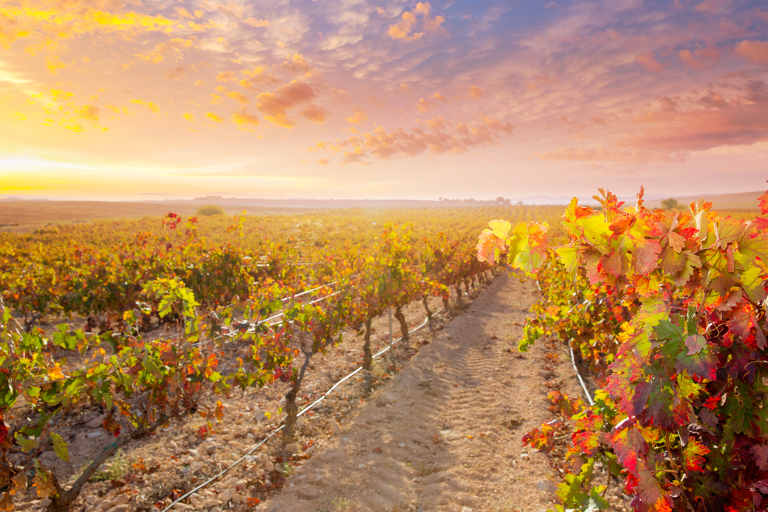 europe-spain-wine-fall