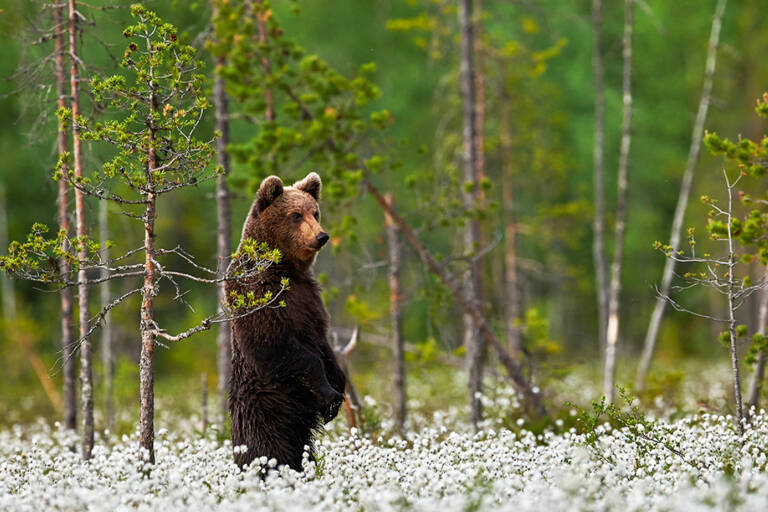 europe-sweden-bear
