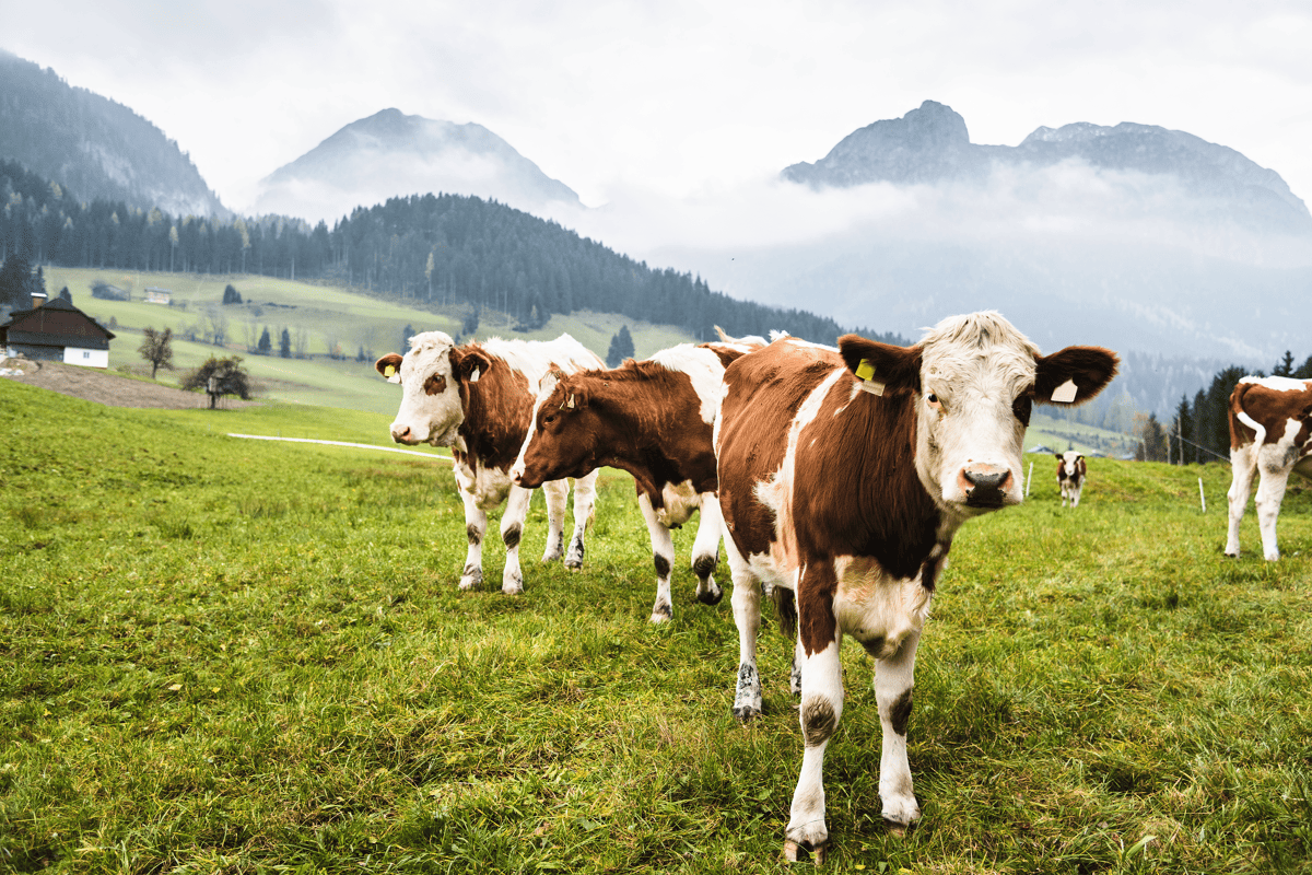 Günstig fliegen mit COW