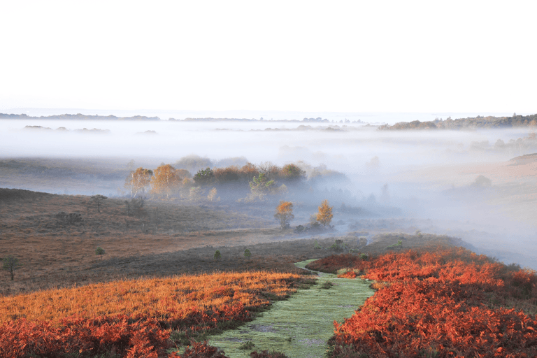 europe-united-kingdom-new-forest-national-park