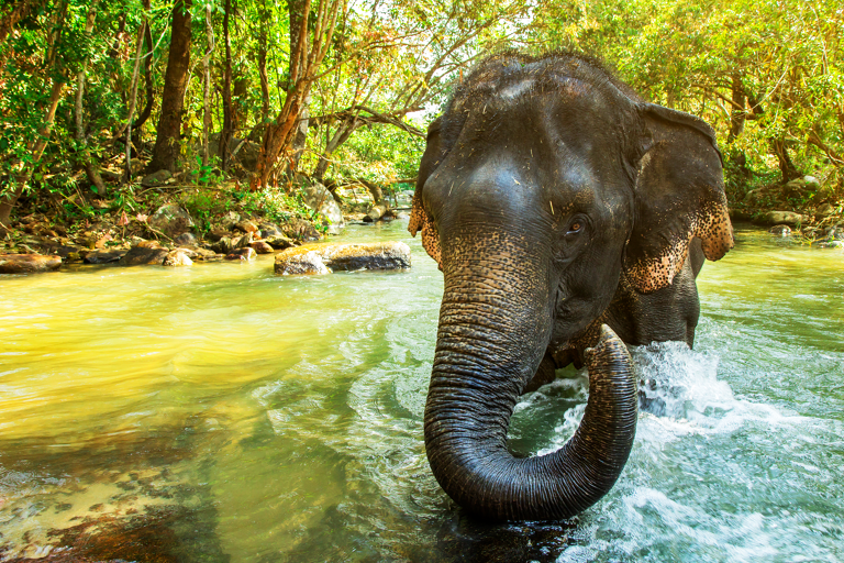 general-asia-elephant-in-river