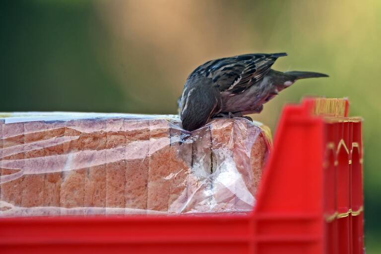 general-bird-stealing-bread