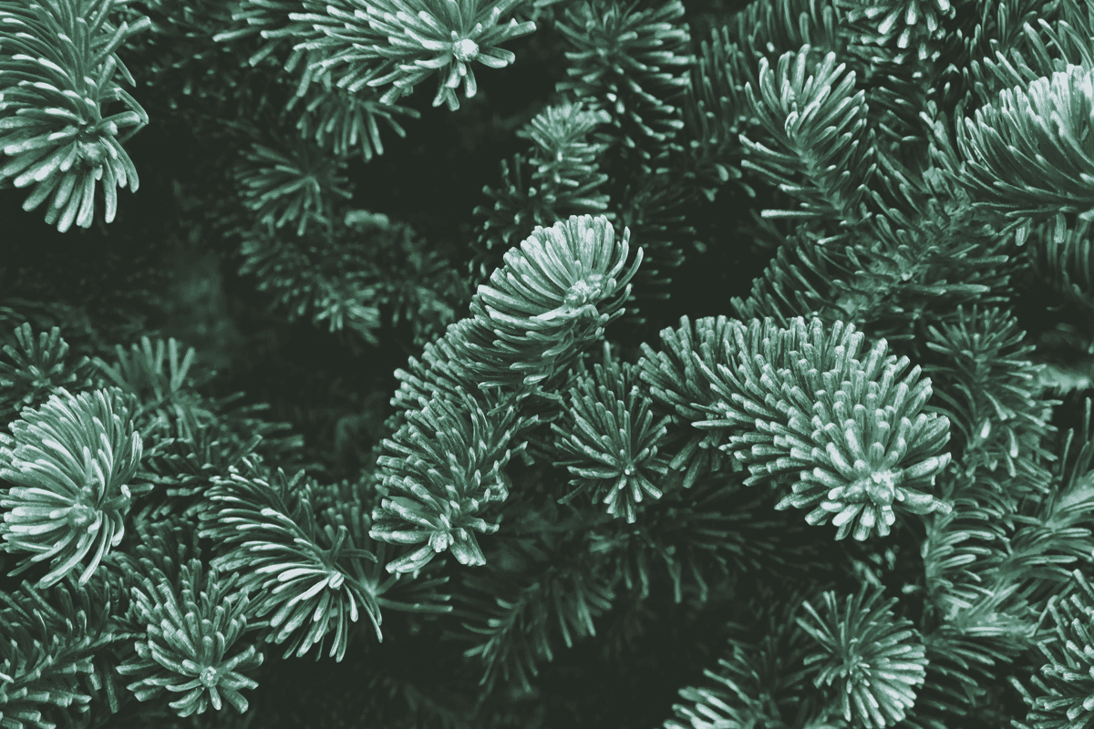 Zur Herkunft des Weihnachtsbaums