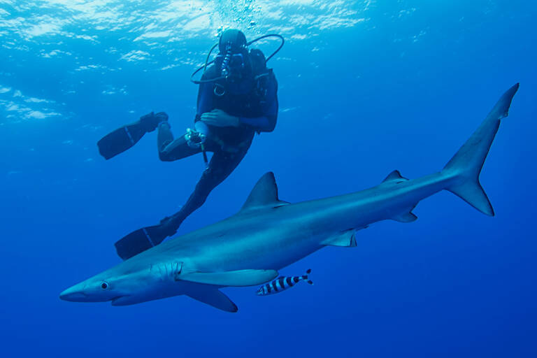general-diving-with-sharks