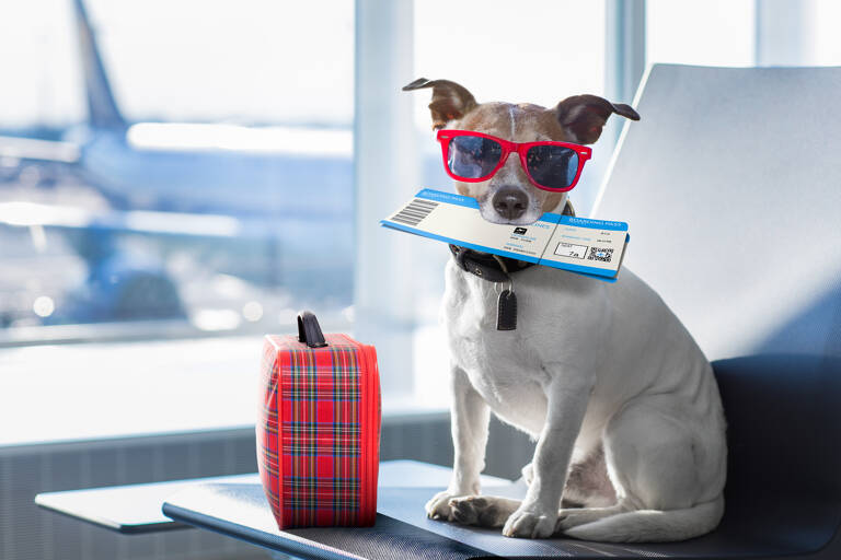 general-dog-airport-vacation