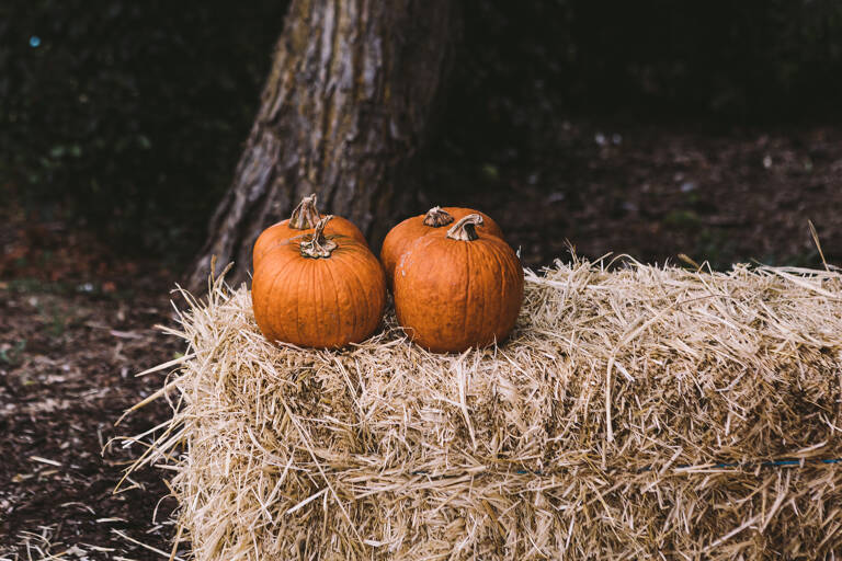 general-pumpkins-on-straw-block