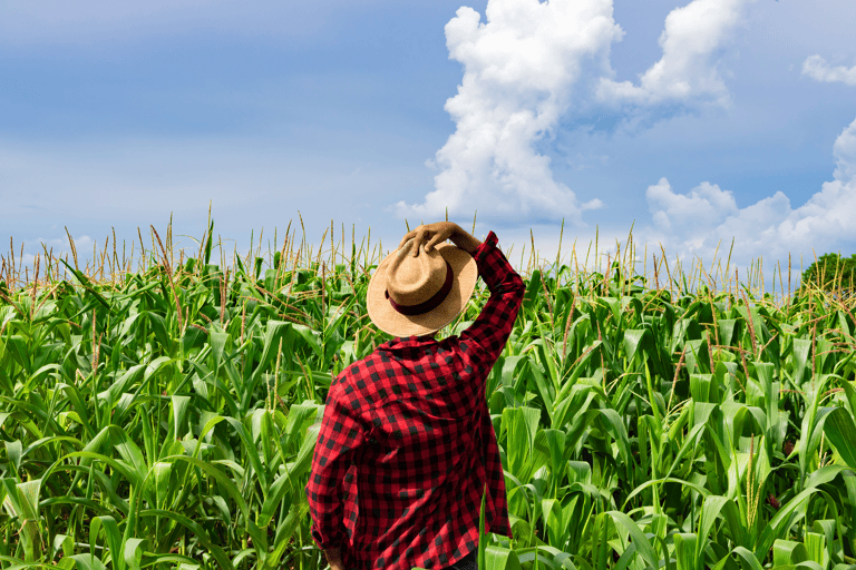 general-traveler-farmwork-man-in-front-of-corn