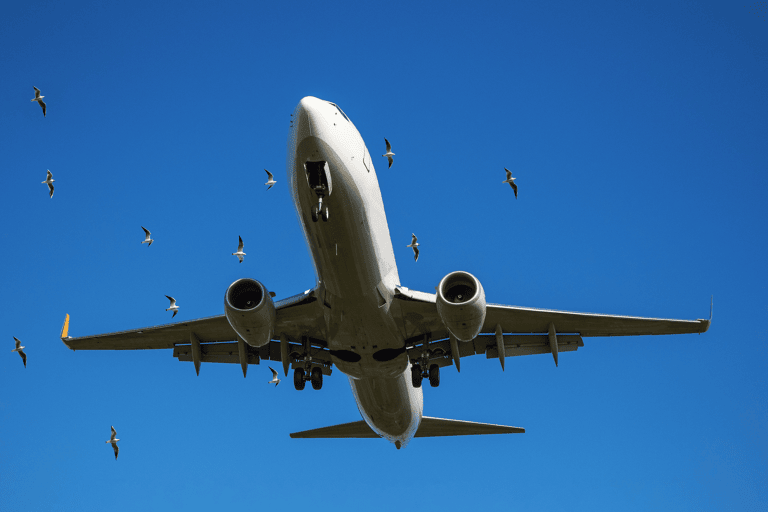 generic-airplane-bird-strike-hazard