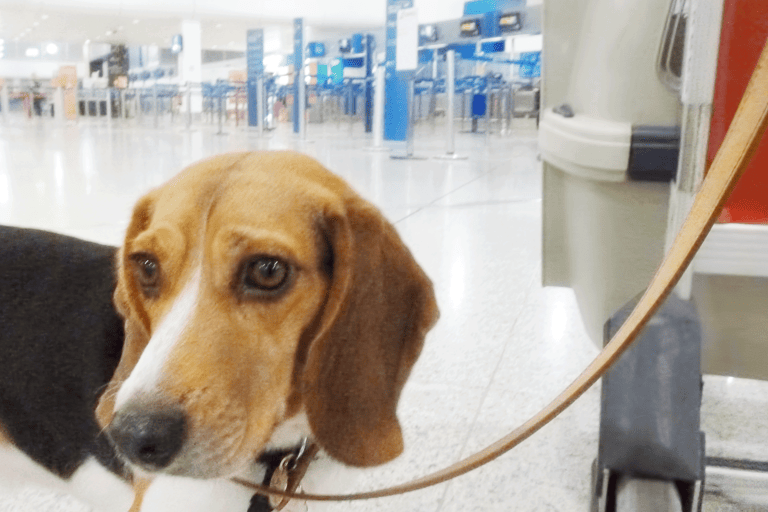 generic-airport-dog-outside-crate-departure