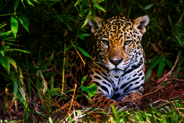 generic-animal-jaguar-zoo