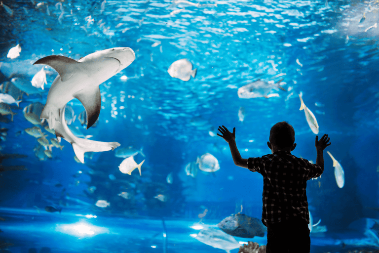 generic-aquarium-boy-viewing-fishes-shark