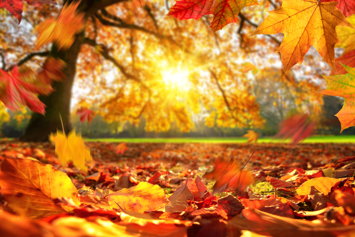 Wie feiert man Thanksgiving und Halloween in den USA
