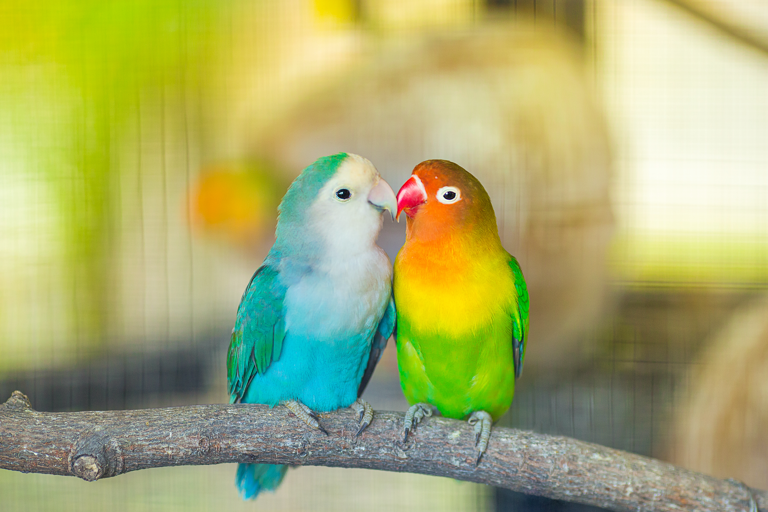 generic-birds-kissing-romance