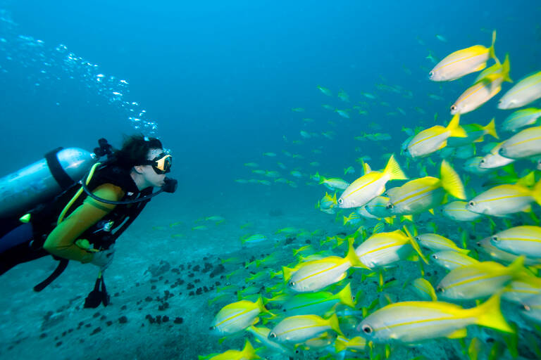 generic-diving-tropical-fish-1050x700