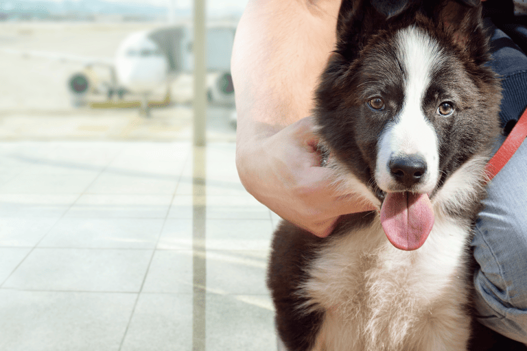 generic-dog-airport-border-collie