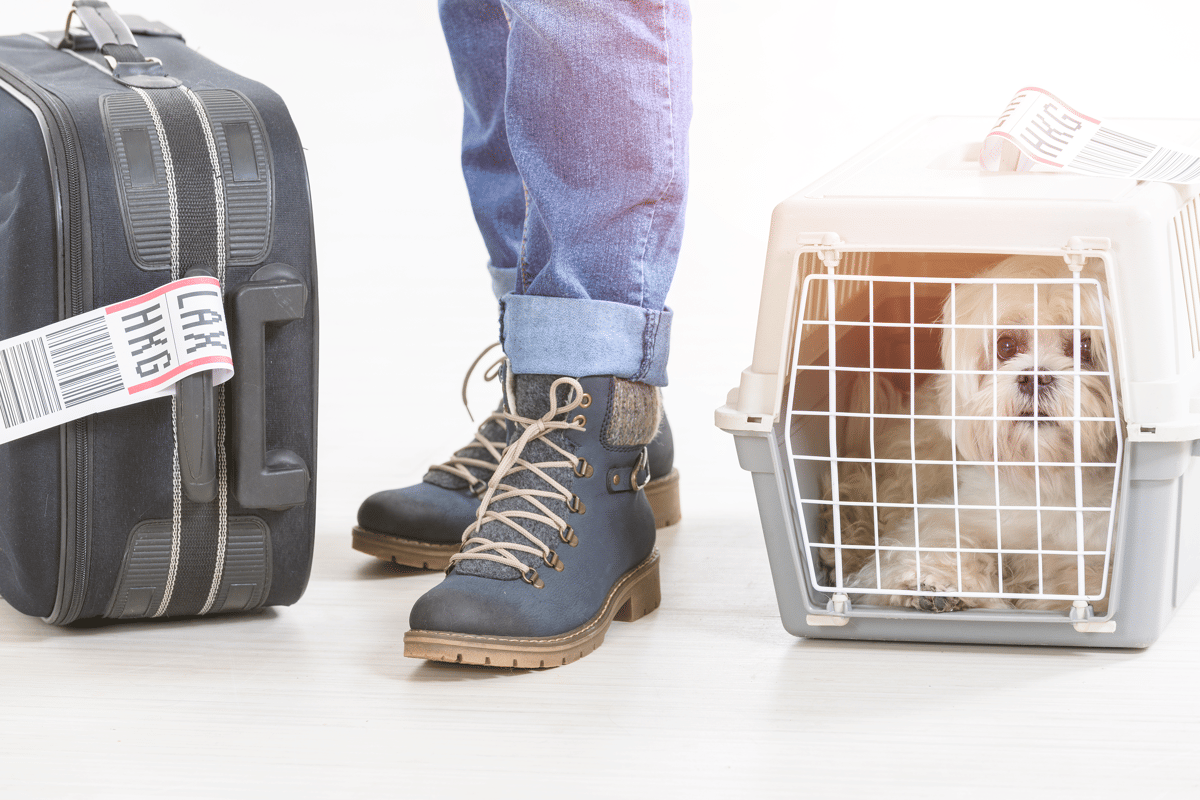 CheapTip #18: Alles over vliegen met je hond