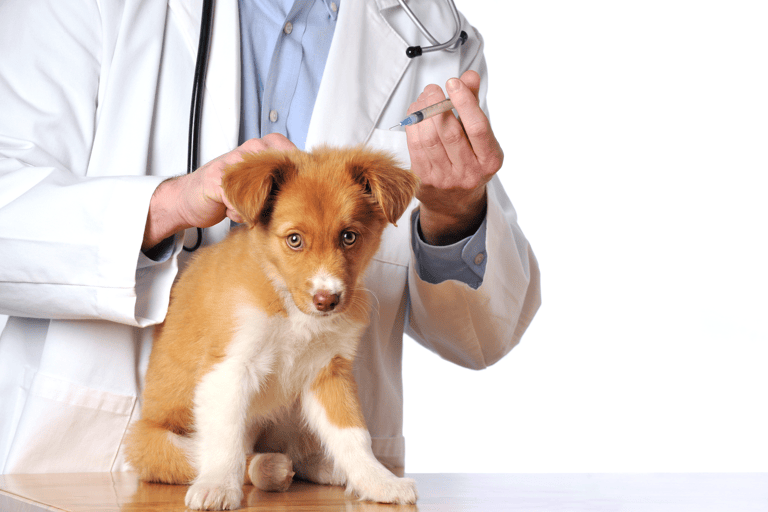 generic-dog-vet-injection