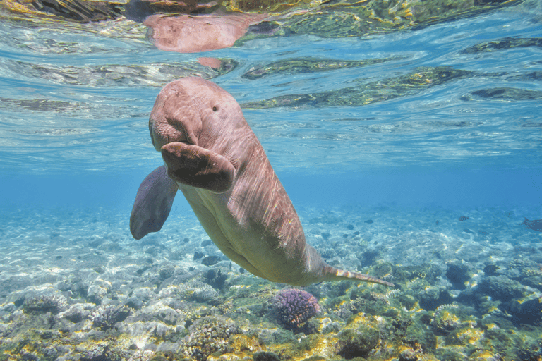 generic-dugong-animal-under-water-mammal-qatar