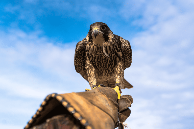 generic-falcon-bird