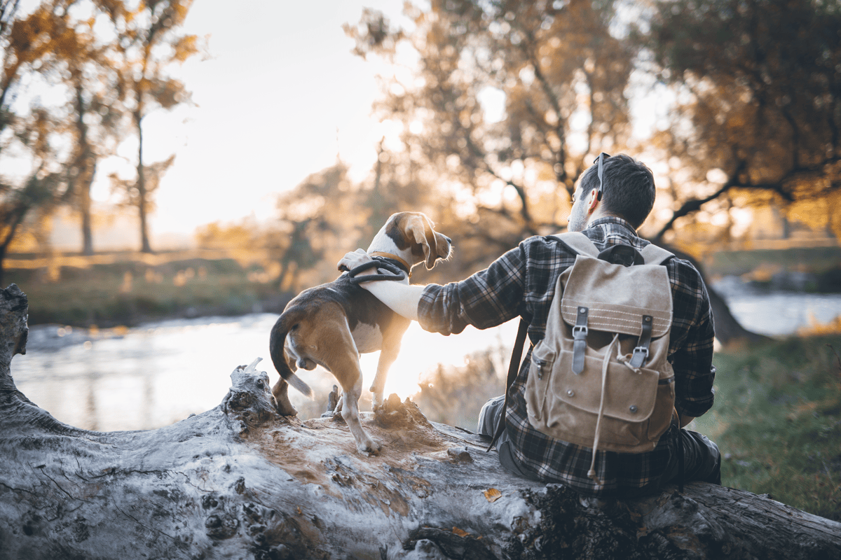 Travelling Pets To Follow On Instagram
