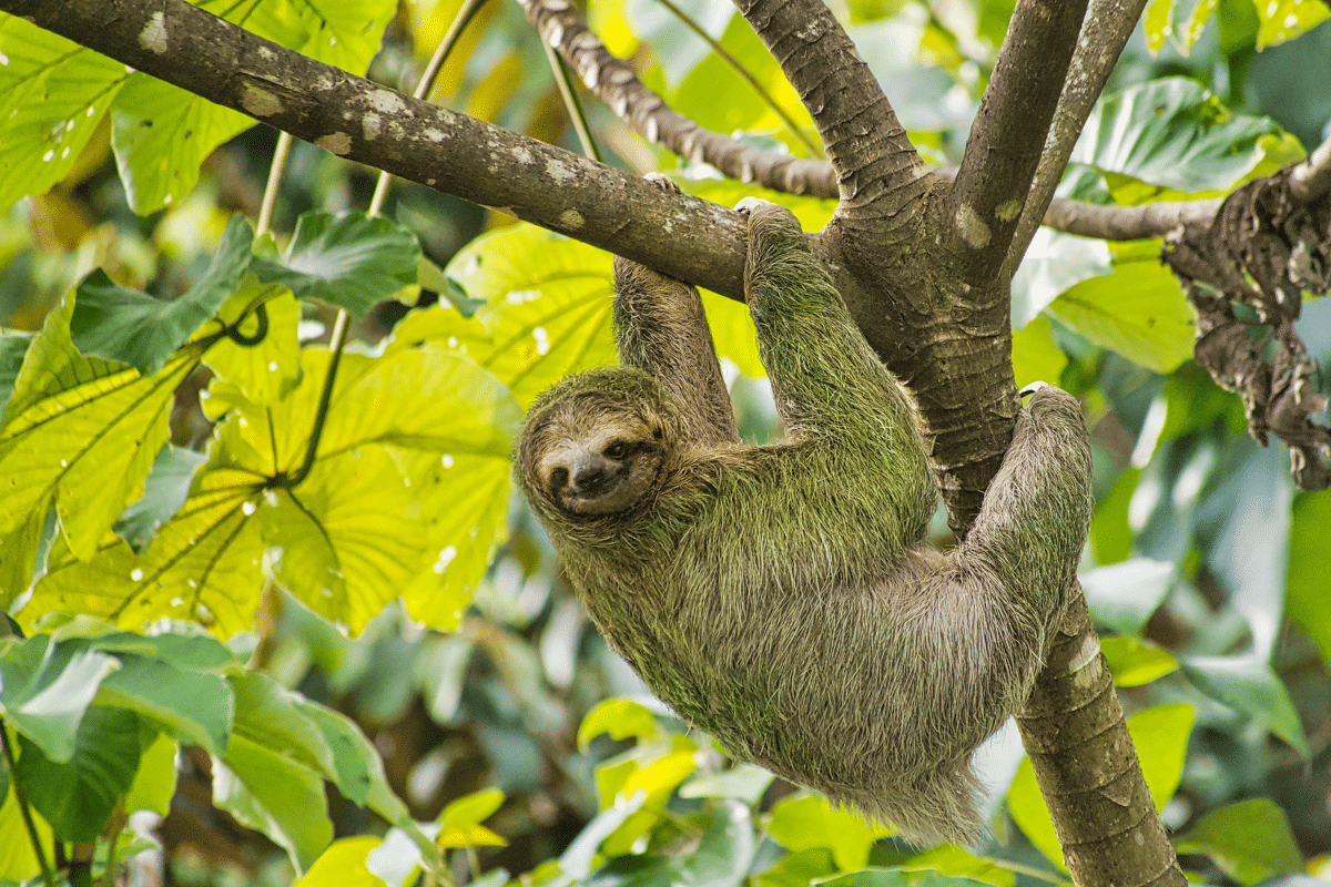 De mooiste nationale parken van Costa Rica