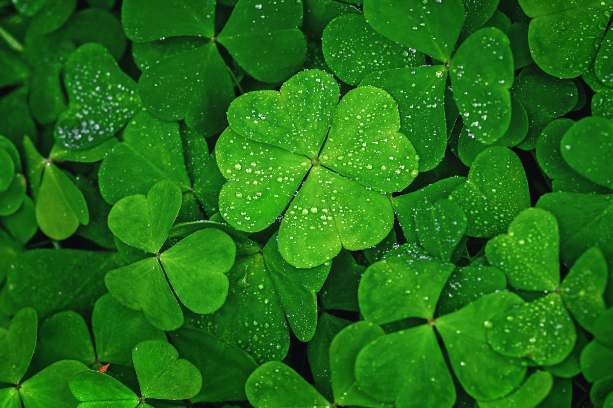 La St. Patrick à Dublin