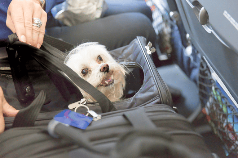 generic-plane-dog-in-bag-cabin
