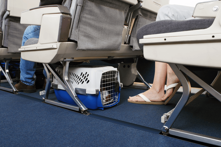 generic-plane-dog-under-seat