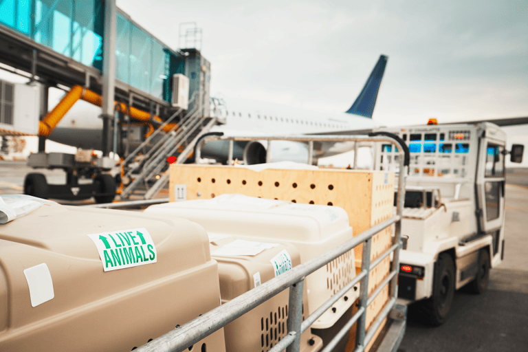 generic-plane-pet-in-cargo