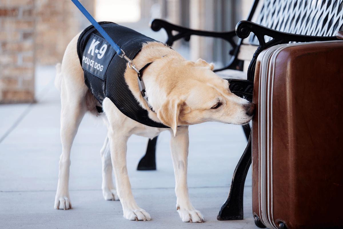Animals Working at the Airport