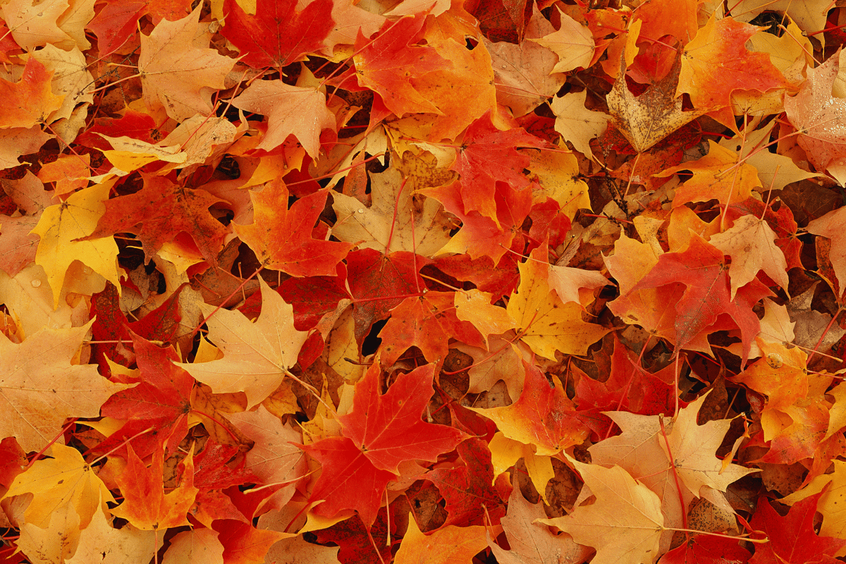 Wie feiert man Thanksgiving und Halloween in den USA?