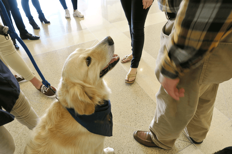 generic-therapy-dog