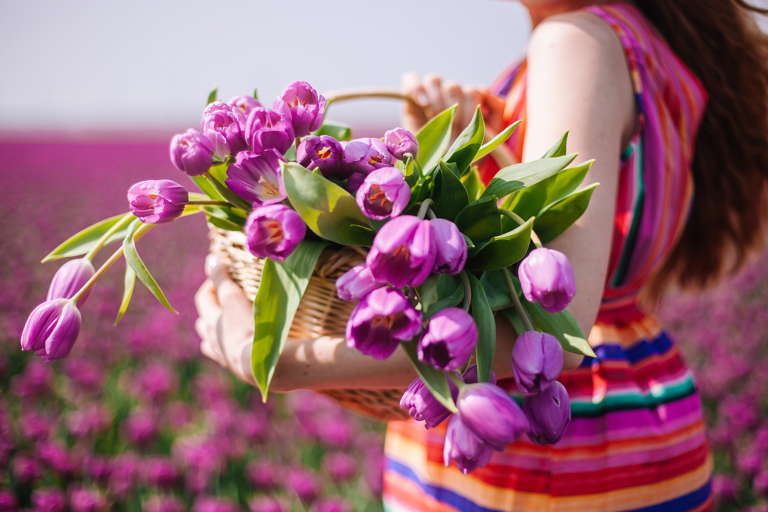 generic-tulips-tulipfield-netherlands-flowers
