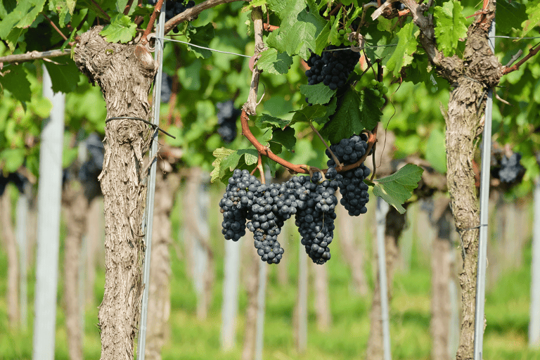 generic-vineyard-grapes