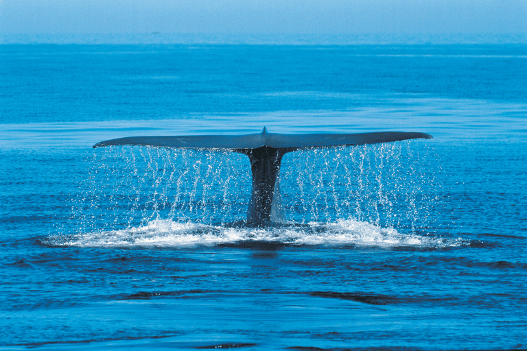 generic-whale-ocean