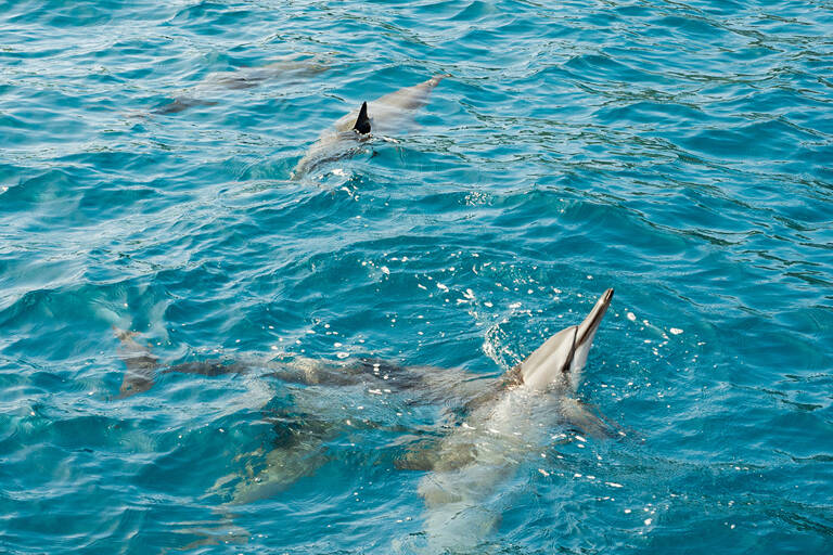 hawaii-dolphins