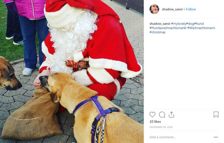 instagram-markets-dog-christmas-market